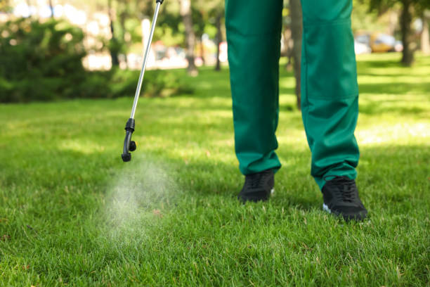 Wasp Removal Services in Elk River, MN