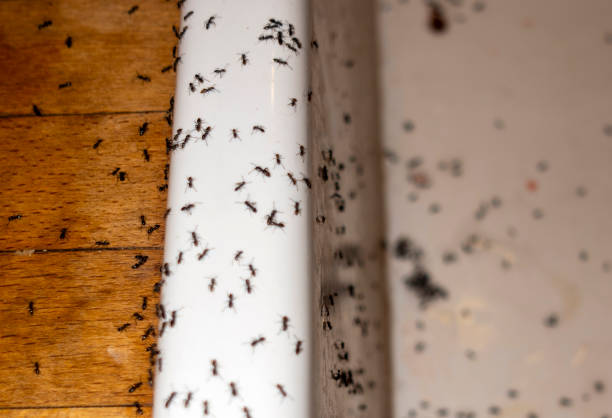  Elk River, MN Pest Control Pros