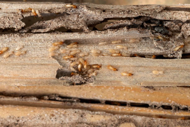 Best Commercial Pest Control Services  in Elk River, MN