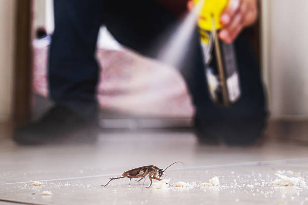 Best Rat Extermination Near Me  in Elk River, MN